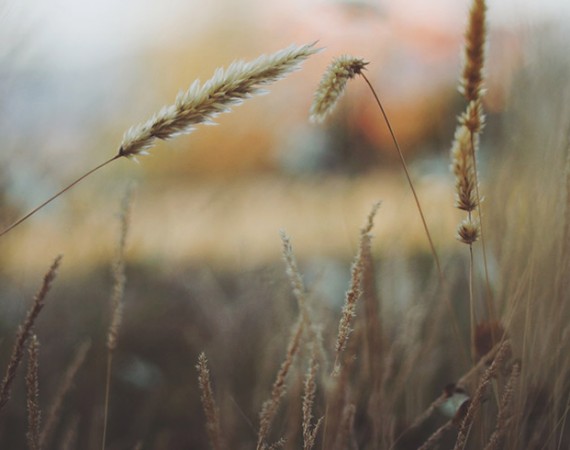 Something about Grass Field